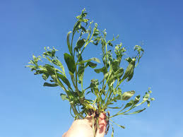 Attēlu rezultāti vaicājumam “Myosotis sparsiflora flower”