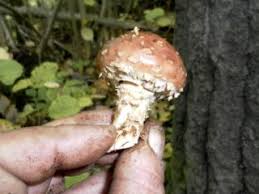 Attēlu rezultāti vaicājumam “Stropharia albocrenulata”