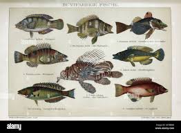 Image result for Symphodus bailloni