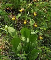 Attēlu rezultāti vaicājumam “Cypripedium calceolus”