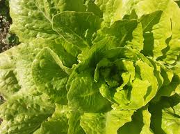 Image result for Kopfsalat