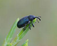 Attēlu rezultāti vaicājumam “Magdalis sp.”