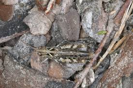 Attēlu rezultāti vaicājumam “Myrmeleotettix maculatus”