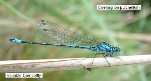 Attēlu rezultāti vaicājumam “Coenagrion pulchellum”