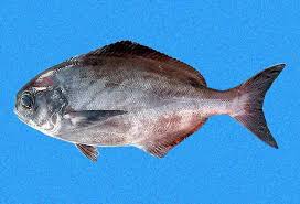 Image result for Schedophilus ovalis