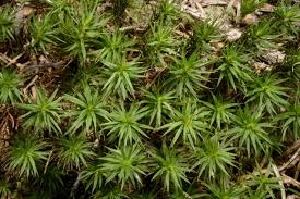 Attēlu rezultāti vaicājumam “Polytrichastrum formosum”