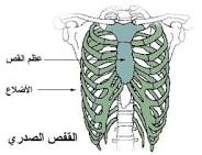  كيف تتعامل مع زوجتك ::: رسالة إلى كل زوج :::  Images?q=tbn:ANd9GcTtkaLusT11fgiVIl4mB8BmmyGWtYamryz31NiBX2-eZKR6KlXiY5B8-IinBg