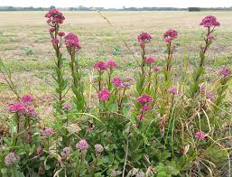 Attēlu rezultāti vaicājumam “Hylotelephium telephium flower”