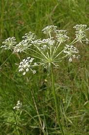 Attēlu rezultāti vaicājumam “Laserpitium pruthenicum”