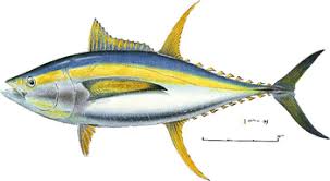 Image result for Thunnus maccoyii