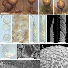 Attēlu rezultāti vaicājumam “Trichia alpina spores”