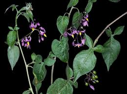 Attēlu rezultāti vaicājumam “Solanum dulcamara flower”