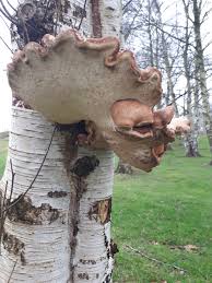 Attēlu rezultāti vaicājumam “Rosellinia desmazieri spores”