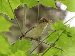Attēlu rezultāti vaicājumam “Hippolais icterina”