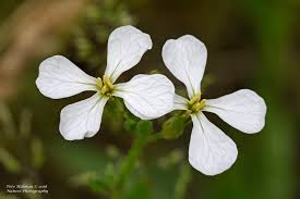 Attēlu rezultāti vaicājumam “Raphanus raphanistrum”