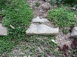 Attēlu rezultāti vaicājumam “Sedum pallidum bud”