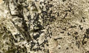 Attēlu rezultāti vaicājumam “Alyxoria varia”