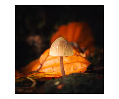 Attēlu rezultāti vaicājumam “Mycena belliarum”