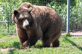 Image result for brown bear