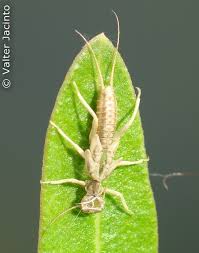 Attēlu rezultāti vaicājumam “exuvia”