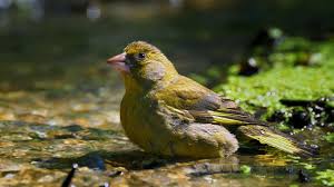 Attēlu rezultāti vaicājumam “Chloris chloris”