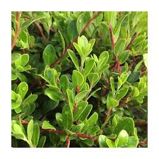 Attēlu rezultāti vaicājumam “Arctostaphylos uva-ursi”