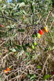 Attēlu rezultāti vaicājumam “Solanum dulcamara fruit”