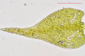Attēlu rezultāti vaicājumam “Amblystegium serpens macro”