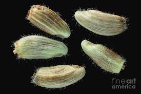 Attēlu rezultāti vaicājumam “Centaurea jacea fruit”