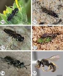 Attēlu rezultāti vaicājumam “Crabronidae”