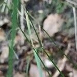 Attēlu rezultāti vaicājumam “Poa nemoralis fruit”