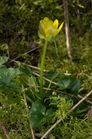 Attēlu rezultāti vaicājumam “Ficaria verna flower”