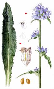 Attēlu rezultāti vaicājumam “Campanula cervicaria”