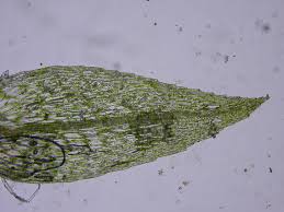 Attēlu rezultāti vaicājumam “Pohlia”