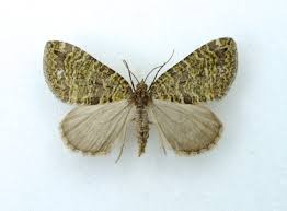 Attēlu rezultāti vaicājumam “Hydriomena furcata”