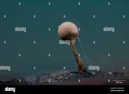 Attēlu rezultāti vaicājumam “Arcyria globosa”