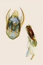 Attēlu rezultāti vaicājumam “Nyctegretis lineana”