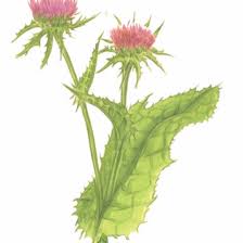 Image result for Silybum marianum