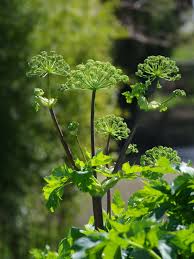 Attēlu rezultāti vaicājumam “Angelica archangelica leaf”