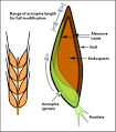 How to Brew - By John Palmer - What is Malted Grain?
