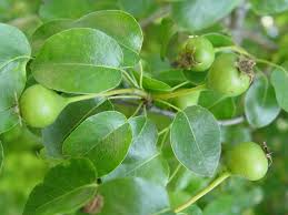 Attēlu rezultāti vaicājumam “Pyrus pyraster”