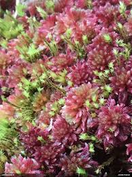 Attēlu rezultāti vaicājumam “Pohlia sphagnicola”