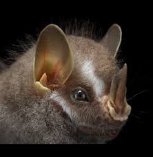 Attēlu rezultāti vaicājumam “Chiroptera”