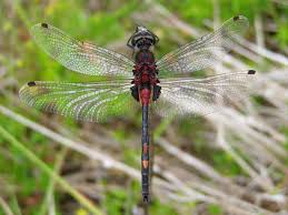 Attēlu rezultāti vaicājumam “Leucorrhinia dubia”