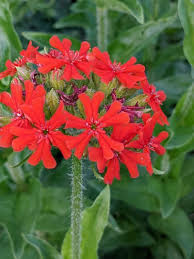 Attēlu rezultāti vaicājumam “Silene chalcedonica flower”