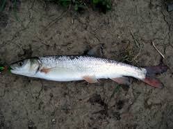 Image result for Ptychocheilus grandis