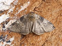 Attēlu rezultāti vaicājumam “Tethea or”