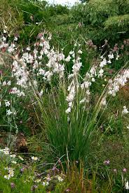 Attēlu rezultāti vaicājumam “Diderma montanum var. album”