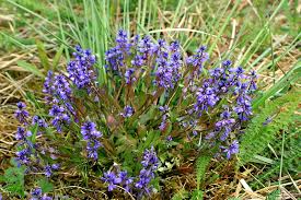 Attēlu rezultāti vaicājumam “Polygala amarella”