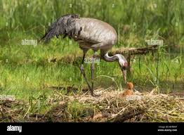 Attēlu rezultāti vaicājumam “Grus grus nest”